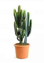 Молочай Акреренсис - Euphorbia Acruensis D25 H80