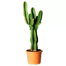 Молочай великий - Euphorbia ingens D27 H90