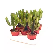 Молочай треугольный, трехгранный - Euphorbia Triangularis D8 H15