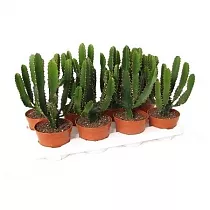 Молочай треугольный, трехгранный - Euphorbia Triangularis D12 H35