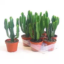 Молочай треугольный, трехгранный - Euphorbia Triangularis D11 H25