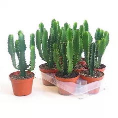 Молочай треугольный, трехгранный - Euphorbia Triangularis D11 H25