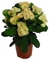 Эуфорбия Милии Динни - Euphorbia milii Dinni D12 H25