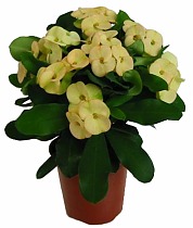 Эуфорбия Милии Динни - Euphorbia milii Dinni D12 H25