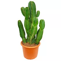 Молочай великий - Euphorbia ingens D24 H60