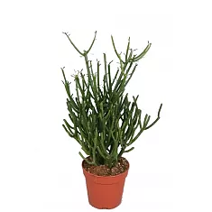 Молочай тирукалли - Euphorbia tirucalli bushy D17 H45