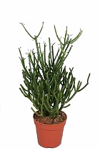 Молочай тирукалли - Euphorbia tirucalli bushy D17 H45