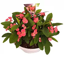 Молочай Миля - Euphorbia Milii Hermes D12 H25