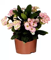 Молочай блестящий (Миля) - Euphorbia Milii GEM D12 H25