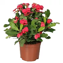Молочай Миля - Euphorbia Milii Miliiana Rosata D12 H20