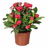 Молочай Миля - Euphorbia Milii Miliiana Rosata D12 H20