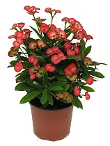 Молочай блестящий (Миля) - Euphorbia Milii Miliiana Grande D12 H20