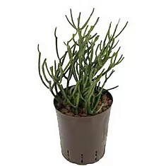 Молочай тирукалли - Euphorbia tirucalli D12 H20