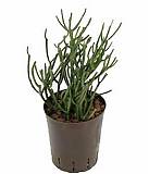 Молочай тирукалли - Euphorbia tirucalli D12 H20