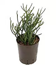 Молочай тирукалли - Euphorbia tirucalli D12 H20