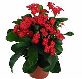 Молочай Миля (Терновый венец) - Euphorbia milii Helena D12 H25