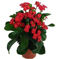 Молочай Миля (Терновый венец) - Euphorbia milii Helena D12 H25