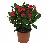 Эуфорбия Милии Вулканус - Euphorbia Milii Vulcanus D12 H20