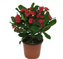 Эуфорбия Милии Вулканус - Euphorbia Milii Vulcanus D12 H20