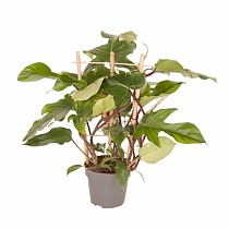 Филодендрон Ред Вандер - Philodendron Red Wonder On Reck D19 H55
