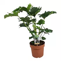 Филодендрон Селло - Philodendron Selloum Hope D21 H75