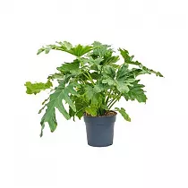 Филодендрон Селло - Philodendron Selloum D30 H125