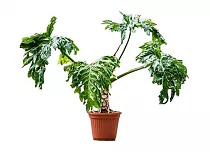 Филодендрон Селло - Philodendron Selloum D35 H140
