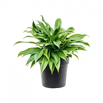 Филодендрон Селло - Philodendron Sellooum Bush D21 H45