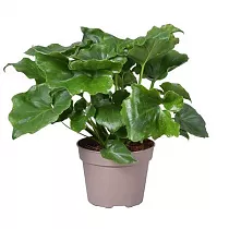 Филодендрон Селло - Philodendron Selloum D15 H45