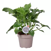 Филодендрон Селло - Philodendron Selloum Morelips ( Laguna ) D15 H45