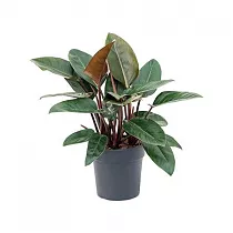 Филодендрон Селло - Philodendron Sellooum Bush D27 H65