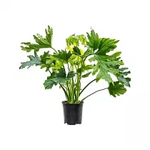Филодендрон Селло - Philodendron Selloum Hope D19 H85