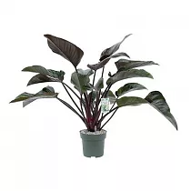 Филодендрон Красная Красавица - Philodendron Red Beauty D27 H90