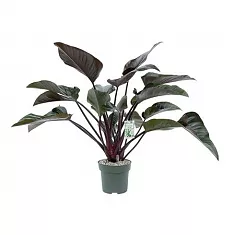 Филодендрон Красная Красавица - Philodendron Red Beauty D27 H90