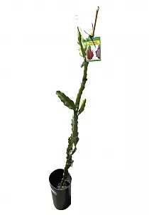 Драконий фрукт или Гилоцереус волнистый - Hylocereus undatus D17 H80