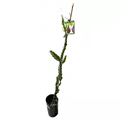 Драконий фрукт или Гилоцереус волнистый - Hylocereus undatus D17 H80