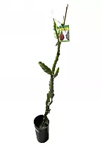 Драконий фрукт или Гилоцереус волнистый - Hylocereus undatus D17 H80