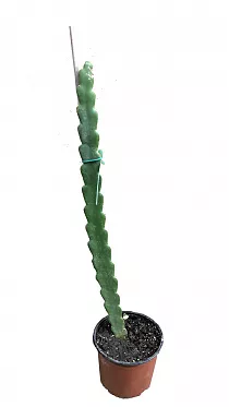 Драконий фрукт или Гилоцереус волнистый -  Hylocereus undatus D17 H60