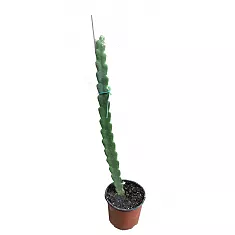 Драконий фрукт или Гилоцереус волнистый -  Hylocereus undatus D17 H60