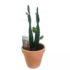 Драконий фрукт или Гилоцереус волнистый -  Hylocereus undatus D15 H40