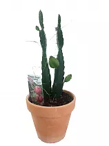 Драконий фрукт или Гилоцереус волнистый -  Hylocereus undatus D15 H40