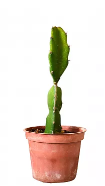 Драконий фрукт или Гилоцереус волнистый -  Hylocereus undatus D12 H25