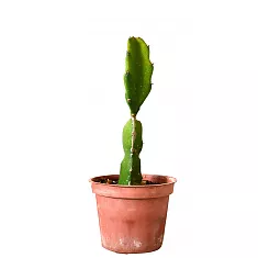 Драконий фрукт или Гилоцереус волнистый -  Hylocereus undatus D12 H25