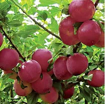 Алыча Крупноплодная