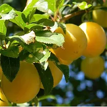 Алыча Подарок Санкт-Петербургу