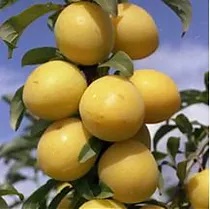 Алыча Гек - Gek D2-4