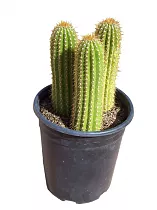 Трихоцереус Спаха - Trichocereus spachianus D17 H50