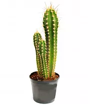 Трихоцереус Тершека - Trichocereus Terscheckii  D30 H70