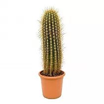 Трихоцереус Сан Педро или Пачано или колоновидный - Trichocereus Pachanoi D21 H70