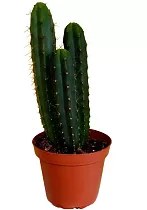 Трихоцереус Ядовитый или Перувианский факел - Trichocereus Peruvianus D24 H70